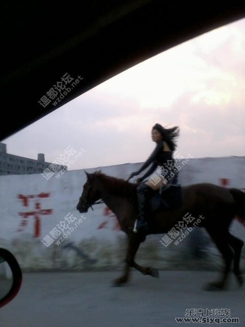 <em>柳市</em>国道上帅哥<em>美女</em>骑马逛街 - 温州城事 - 温都