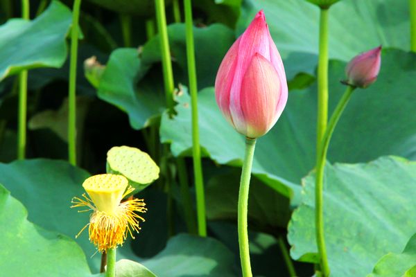 【原创】汇昌河公园的荷花正含苞欲放