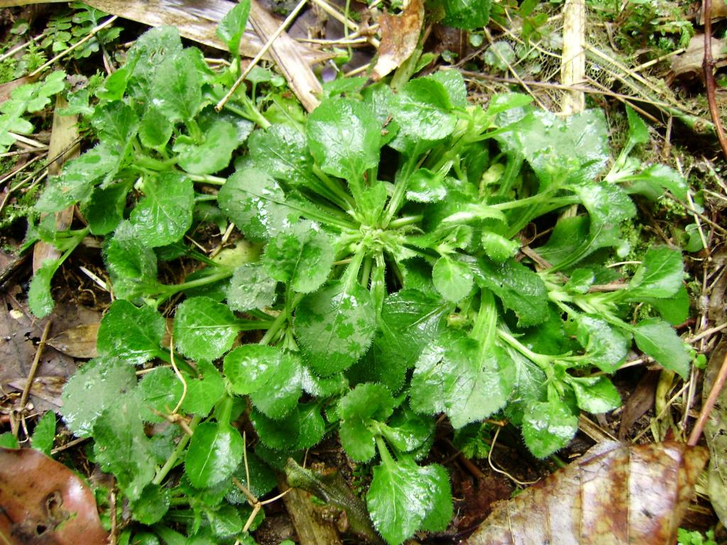 春天里的野菜