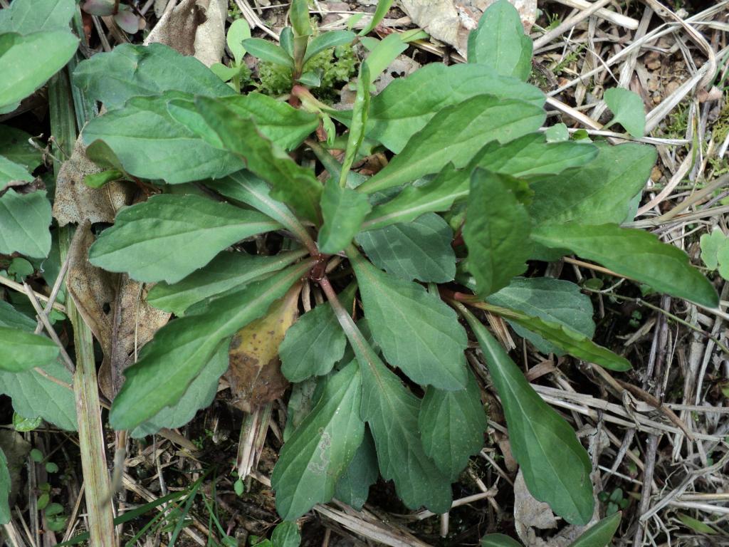 苦菜的营养和药用价值极高,《本草纲目》中有"苦菜主治五脏邪气,久服