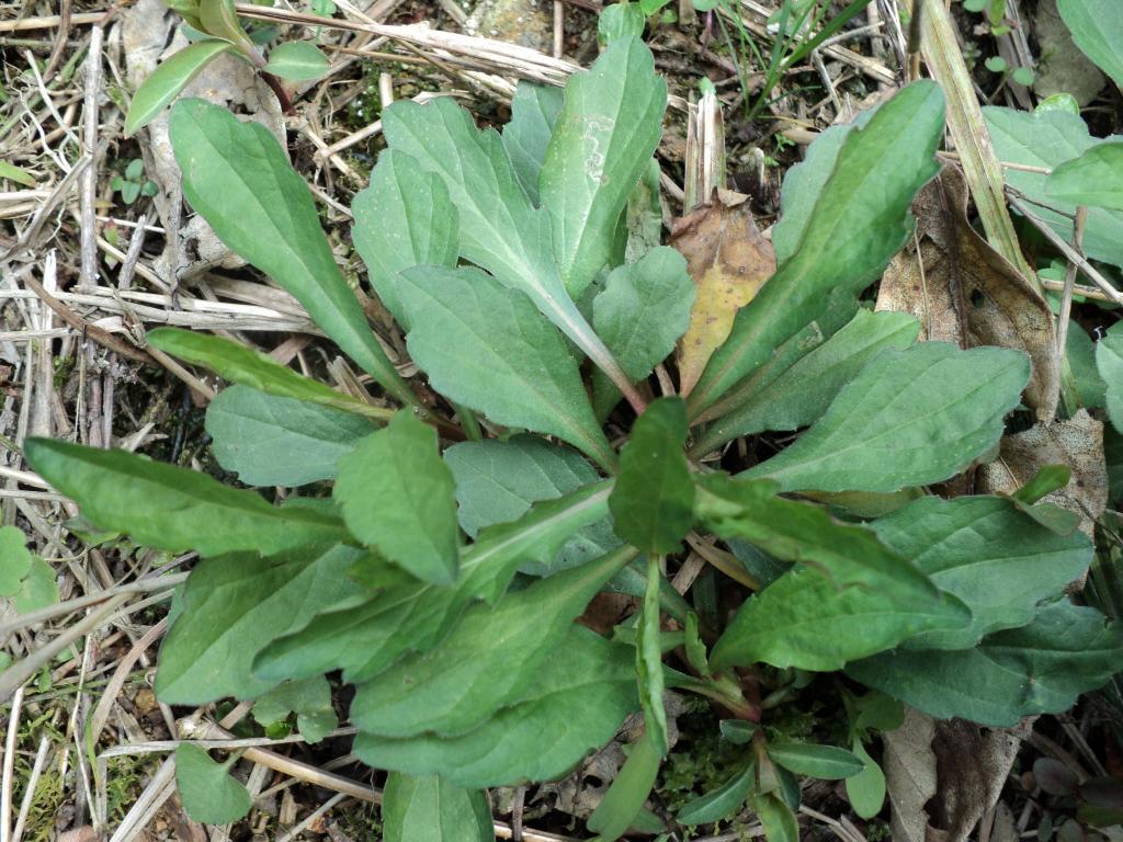 春天里的野菜