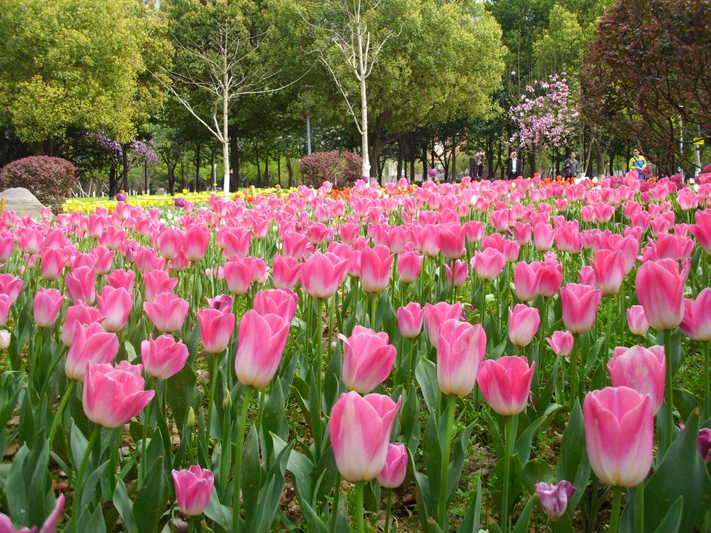 郁金香花海壁纸图片下载