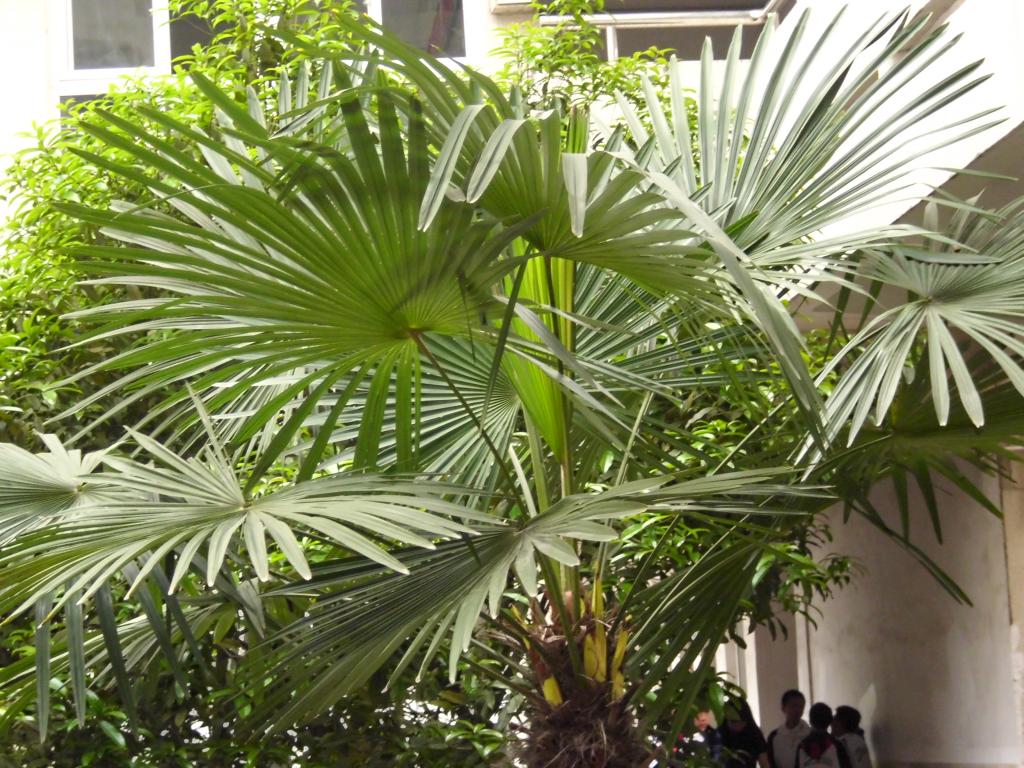 棕榈 扇形棕榈 厂 绿色图片下载 - 觅知网