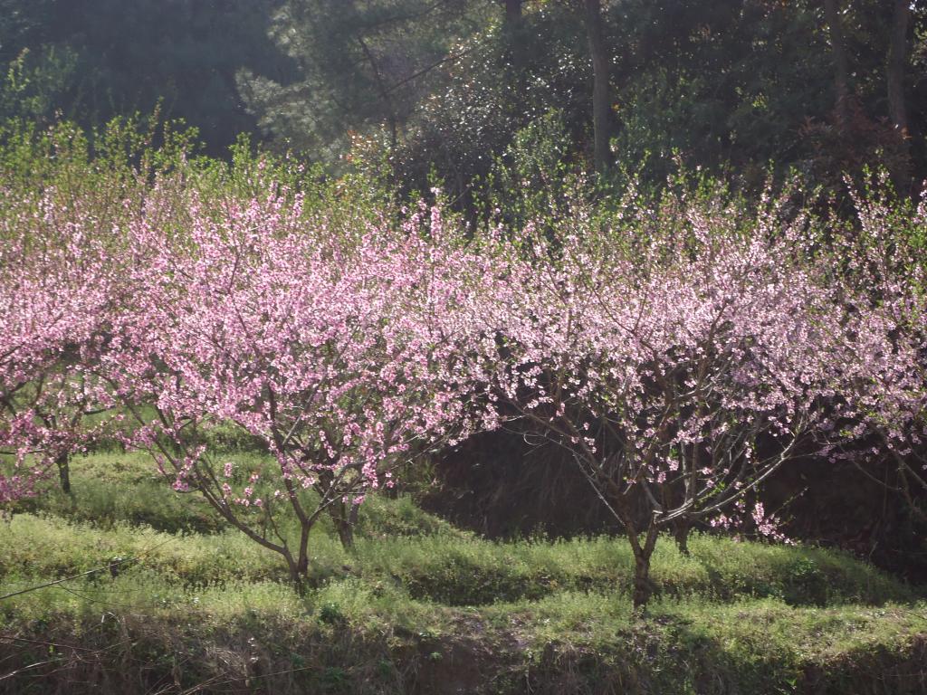 义乌上溪十里桃花坞的详细路线