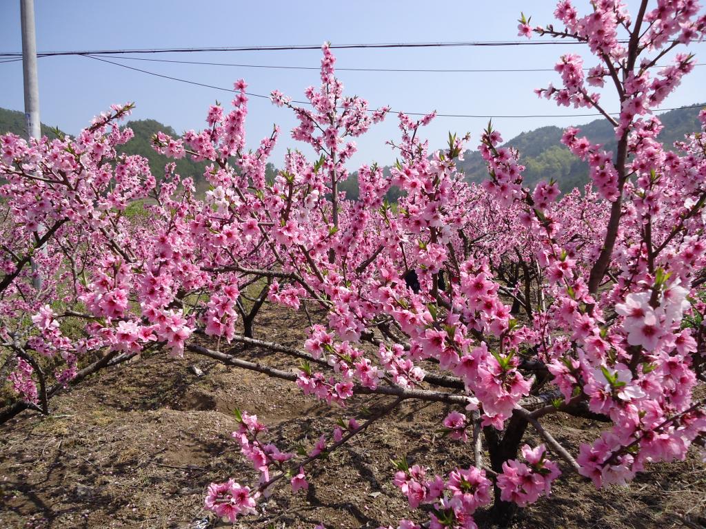 义乌上溪十里桃花坞的详细路线