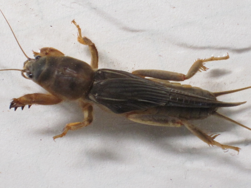 用法:每日取鲜鸡蛋1个,在蛋的一头戳一小孔,塞进1只活蝼蛄,封闭蒸煮