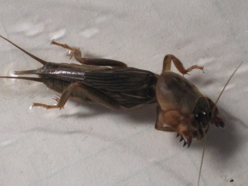 用法:每日取鲜鸡蛋1个,在蛋的一头戳一小孔,塞进1只活蝼蛄,封闭蒸煮