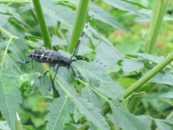 山牛,也叫山山牛,有好几种类型,属于昆虫类.