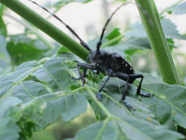 山牛,也叫山山牛,有好几种类型,属于昆虫类.