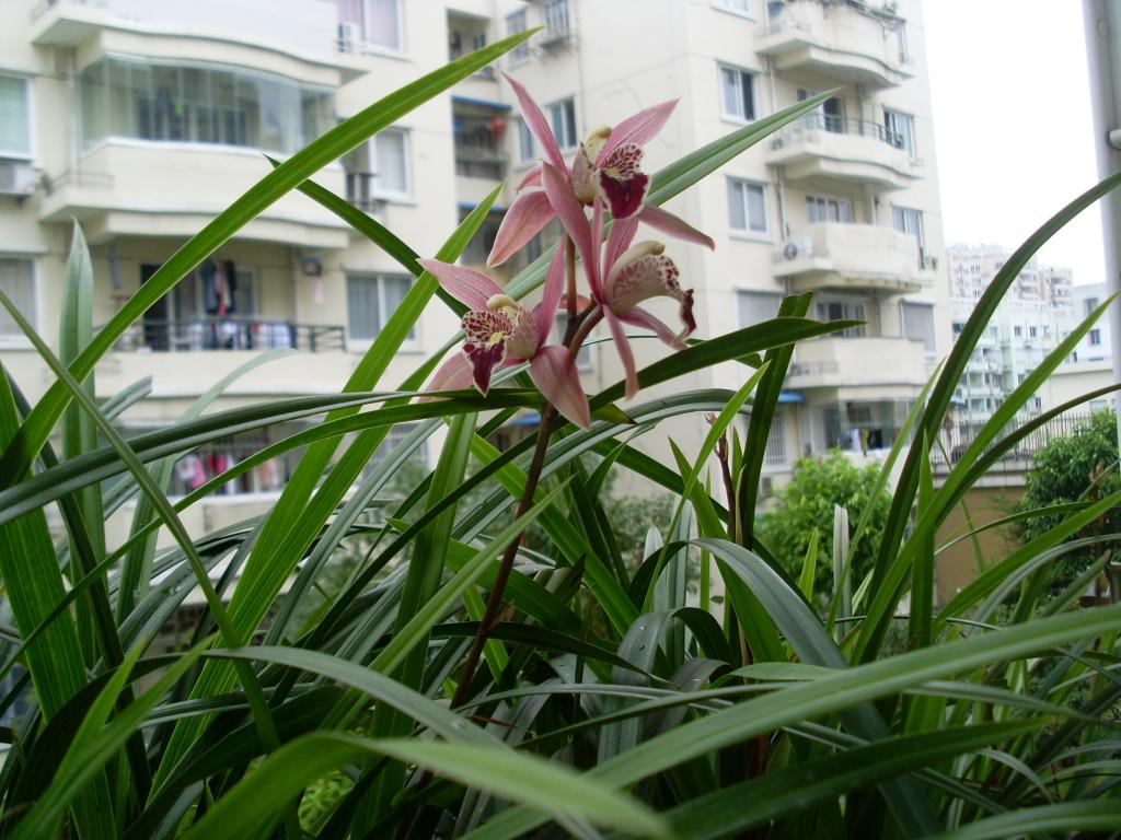 秋兰花开了
