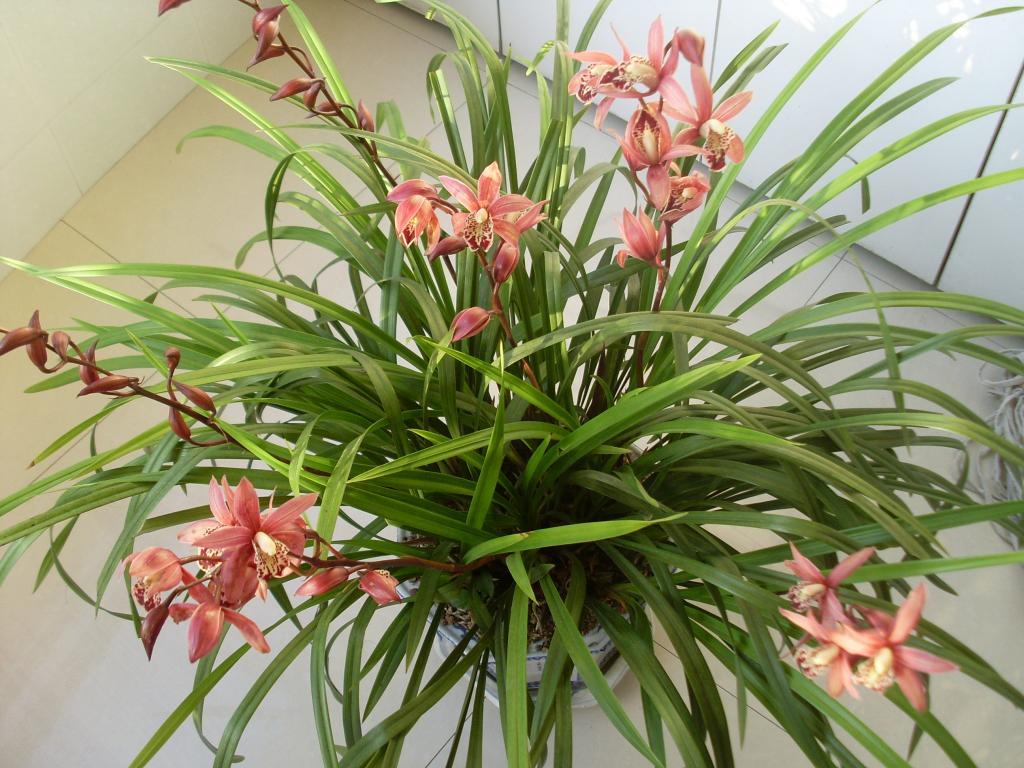 秋兰花开正当时