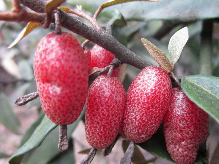 大红灯笼高高挂-- 山萸肉  - 日志 - 老有所乐 温都