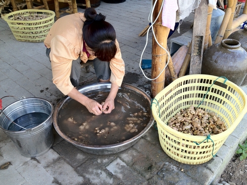 九蒸九晒姜粉,九蒸九晒黑芝麻,芝麻九蒸九晒,九蒸九晒