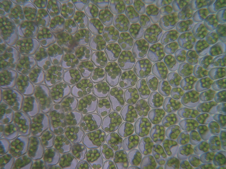 的文章提到了黑藻可用作质壁分离实验的材料,其细胞质有大量叶绿体