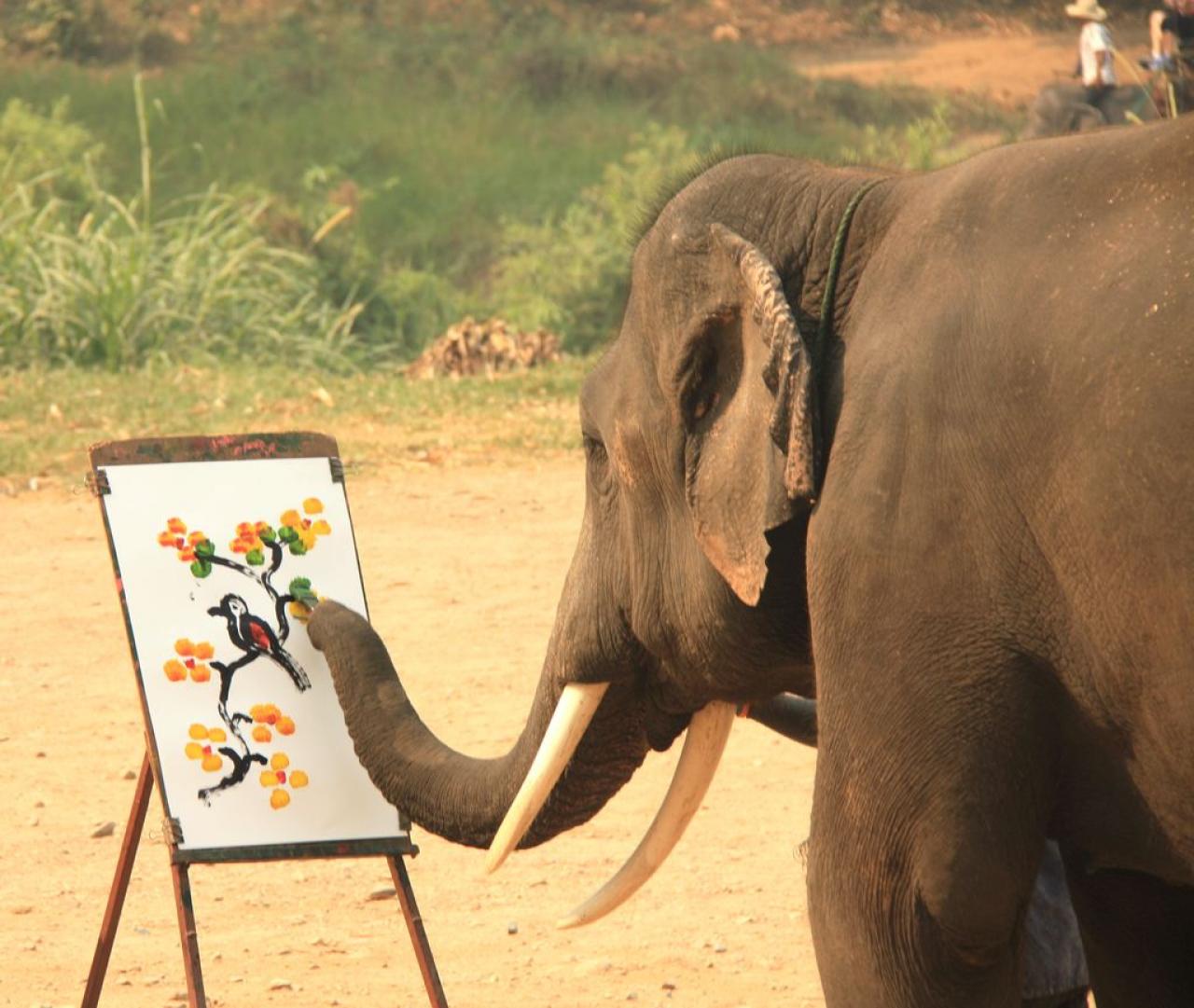 画画小猴骑大象