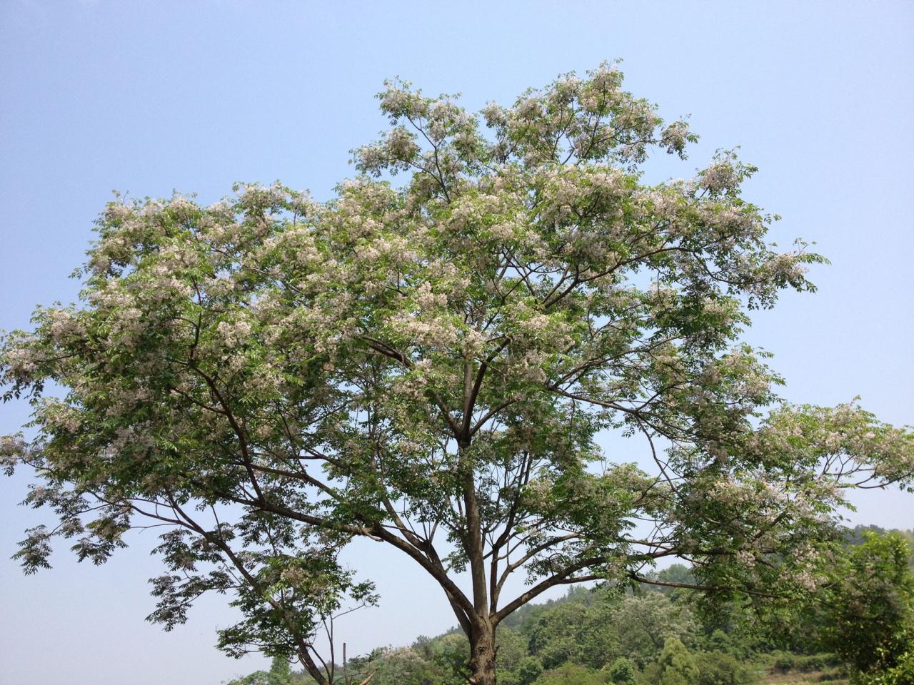 风宽松显瘦夹花点点圆领长袖套价格质量 哪个牌子比较