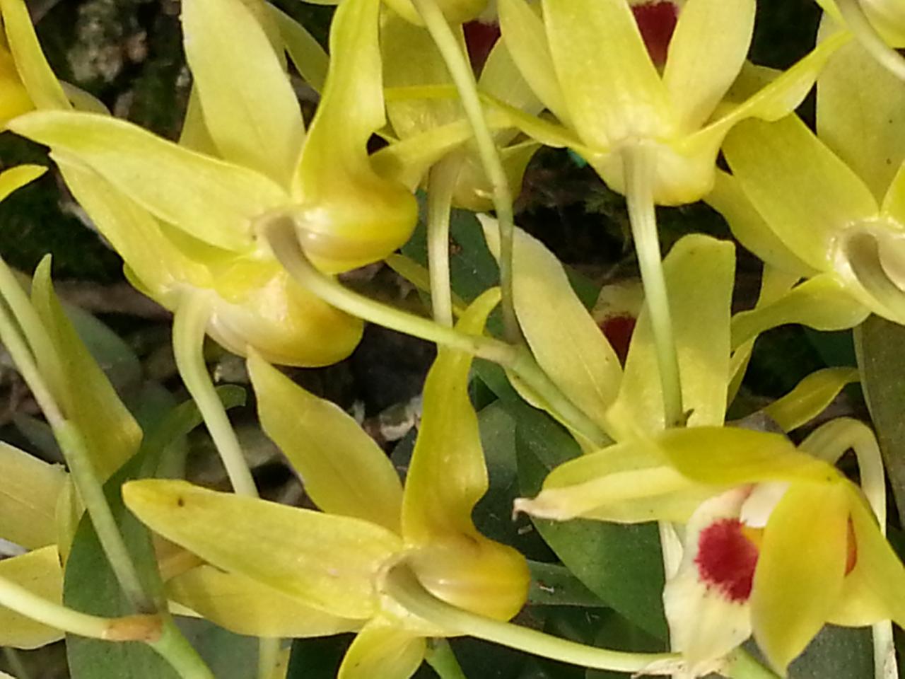 石斛花诗,花诗配画,贵州赤水石斛(第2页)_大山谷图库