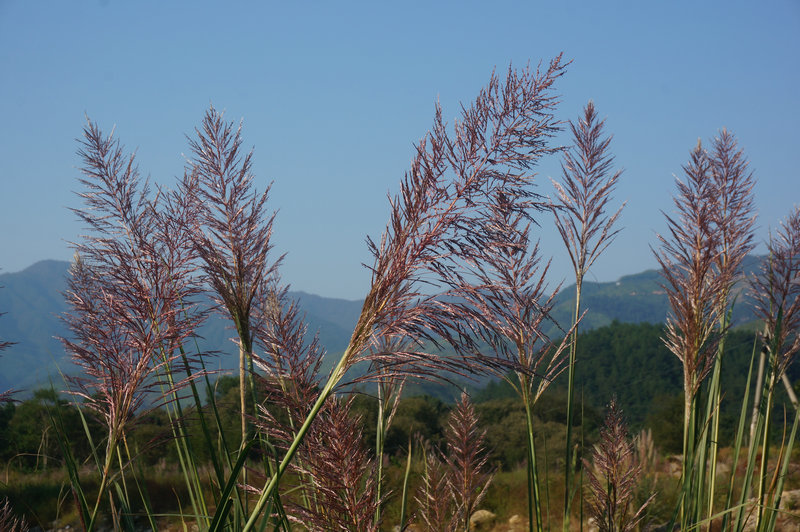 楠溪江芦苇花正开