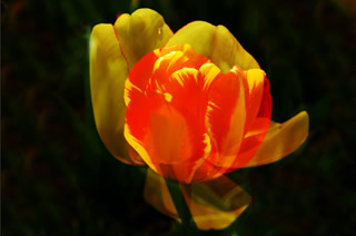 花中花