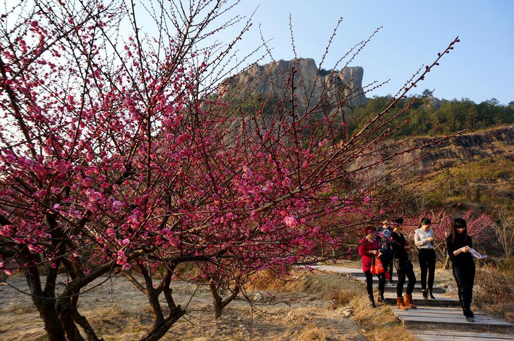 春节期间,暖阳普照,永嘉县陡门梅岙鲤鱼山梅园,数千株各个品种的梅花